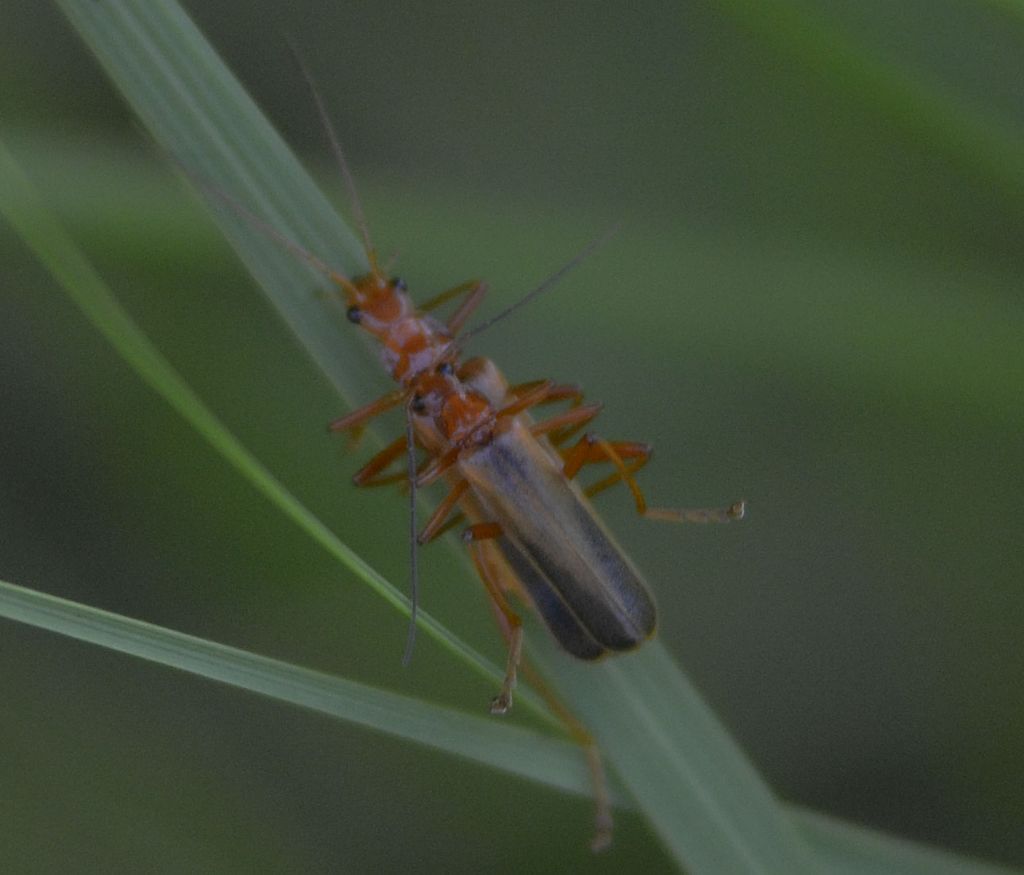 Cantharidae: Armidia signata?  S !